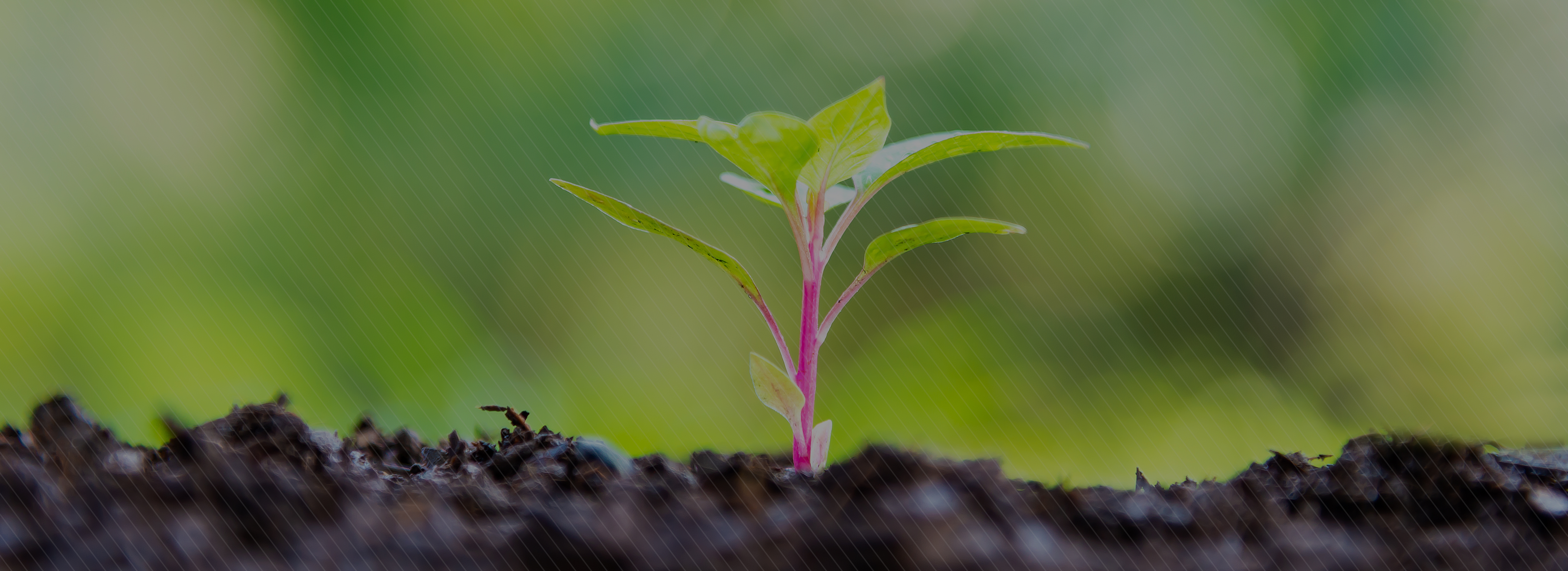 Quem Somos Greemakers